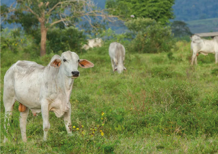 Bois em fazenda de Ourilândia do Norte, cidade em que a família de João Soares Rocha mantinha uma de suas propriedades
