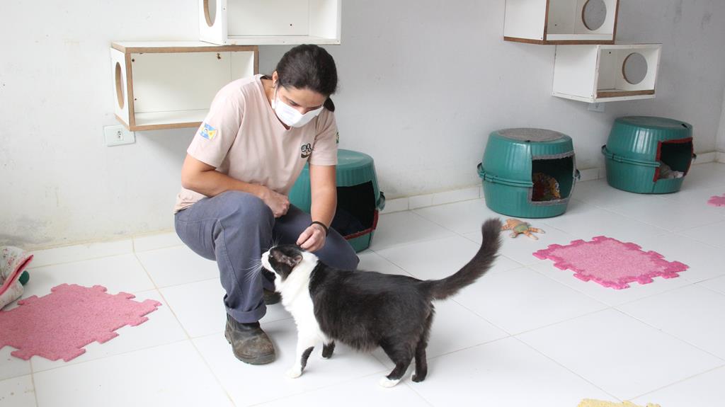 Feira Especial de Adoção de Pets acontece neste sábado, 29, no Cepad