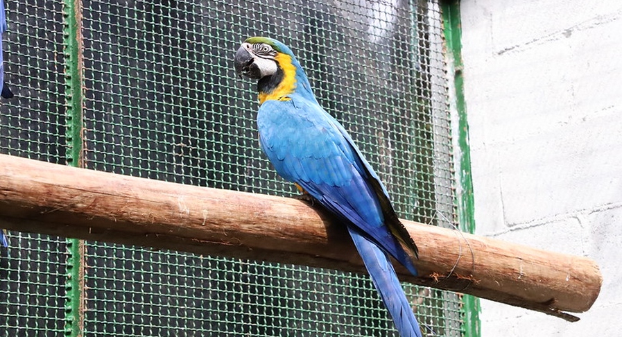 Cetas de Barueri completa 10 anos protegendo os animais silvestres