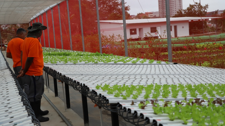 Horta da Gente: hidroponia ampliará o número de atendidos com cestas verdes