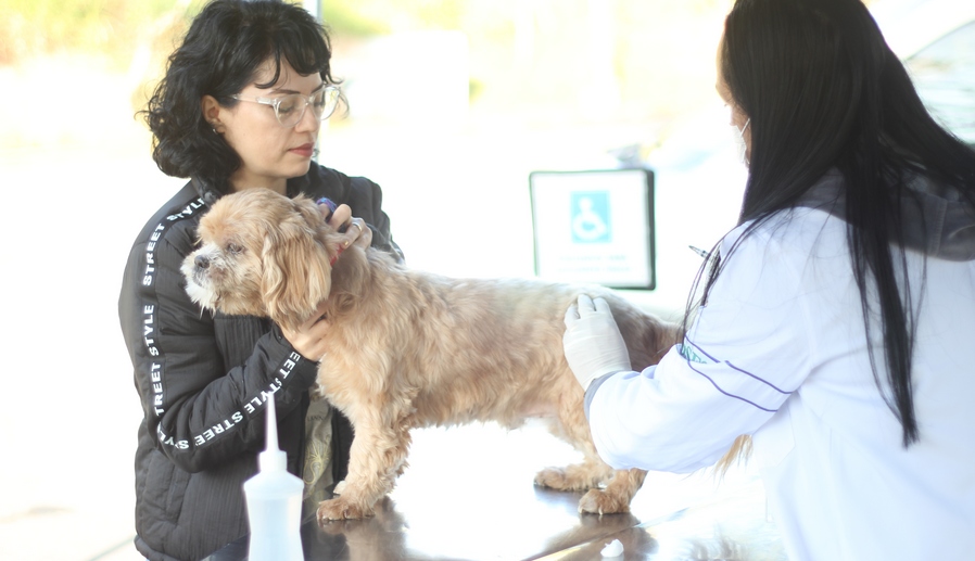 Férias de janeiro é oportunidade para atualizar vacinação de cães e gatos 