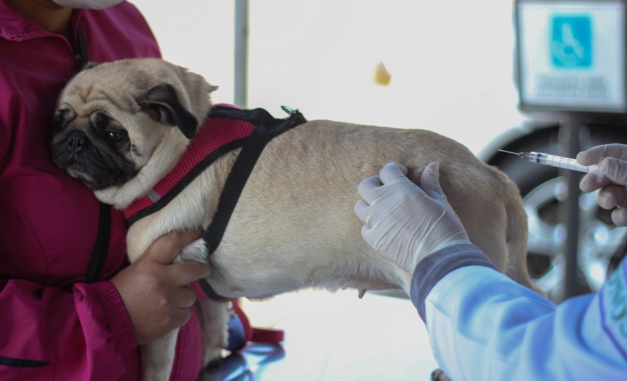 Barueri terá vacinação contra raiva durante dois sábados de janeiro