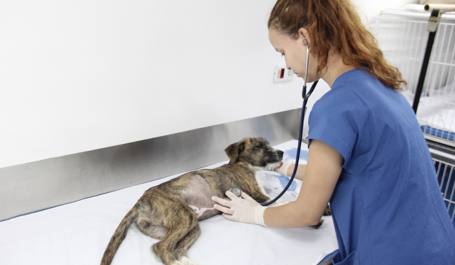 Barueri: agendamento de castração gratuita de pets ocorre no dia 3 de agosto 