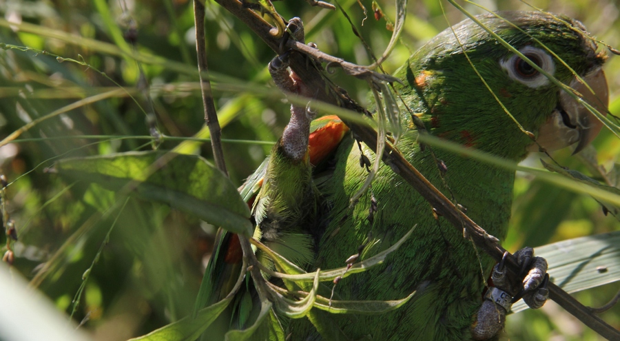 Secretaria de Meio Ambiente convida para mais uma observação de pássaros neste sábado 