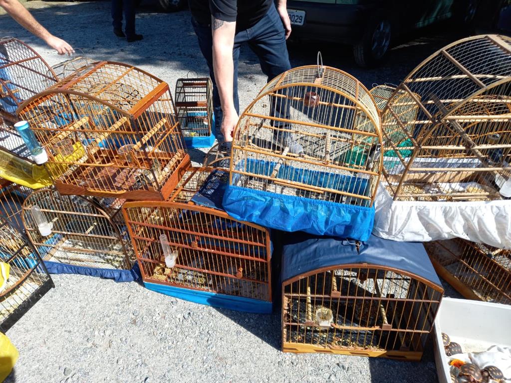 Cetas recebe animais vítimas de tráfico da Polícia Civil Ambiental