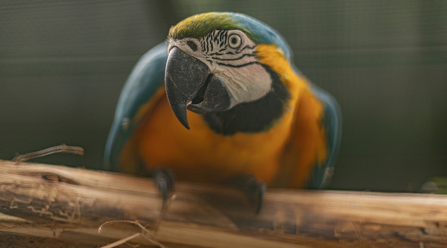 Barueri recebe prêmio ecológico por  conservação da vida silvestre