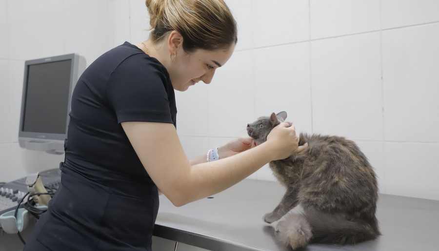 Barueri abre agendamento para mutirão de castração no dia 6 de março