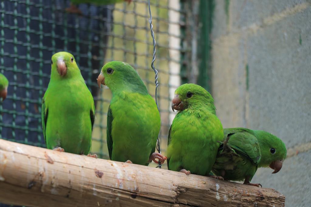 Centro de Triagem de Animais Silvestres realiza soltura de 94 aves no litoral paulista