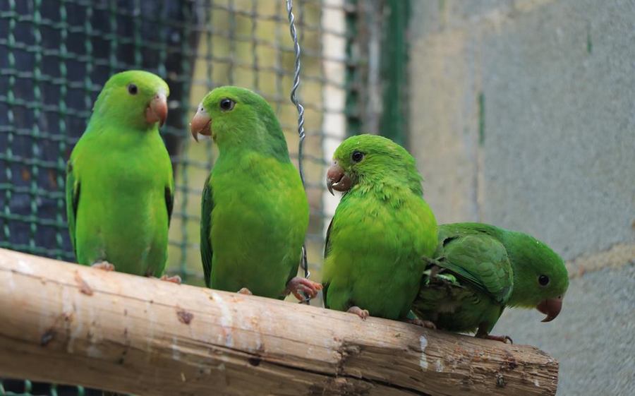 Cetas completa nove anos protegendo animais silvestres