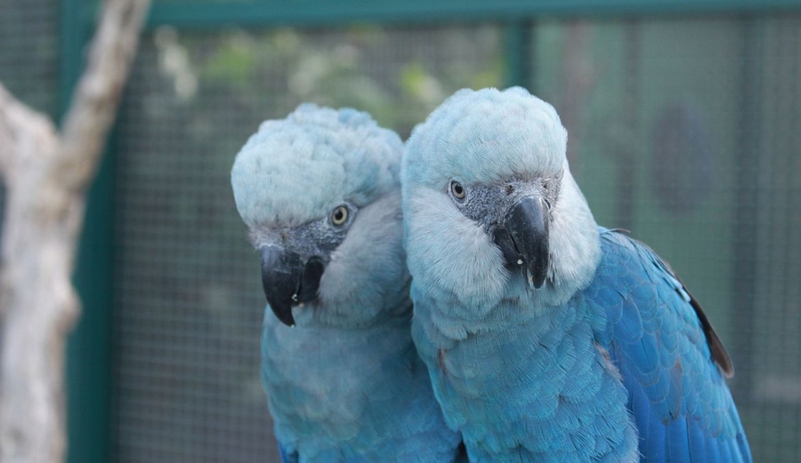 Depois de mais de 20 anos, ararinha-azul volta aos céus da caatinga