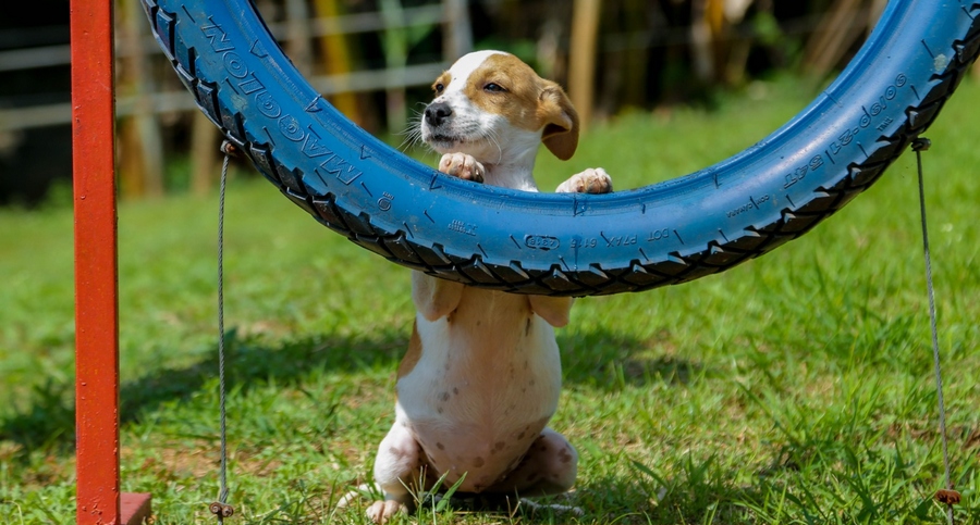 Feira de Adoção de Cães e Gato de Itapevi acontece neste sábado (15) no Ita Shopping Centro