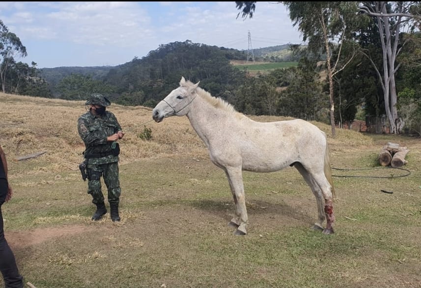 Prefeitura e Polícia Militar Ambiental resgatam animais vítimas de maus-tratos e multam infrator em R$ 83 mil