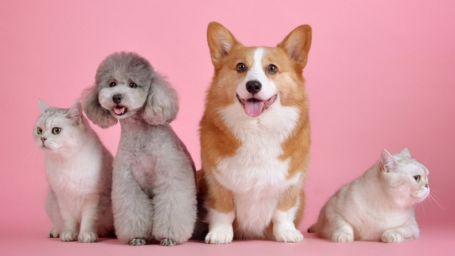 Mais animais ganham novos lares com a segunda feira de adoção deste ano de Jandira