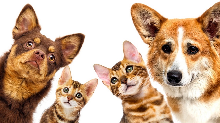 Feira de adoção de Jandira: mais uma edição acontece neste sábado (10)