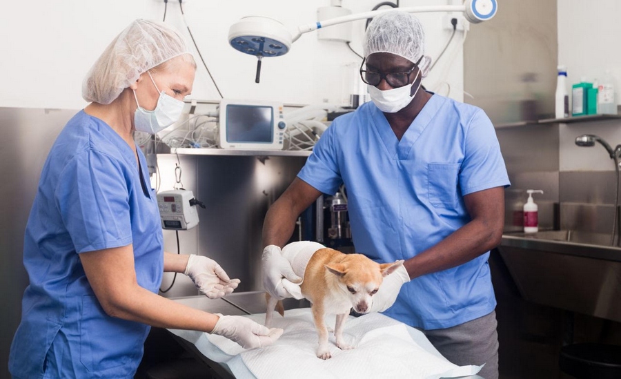 Jandira realiza inscrições para a nova campanha de castração nesta terça-feira (28)