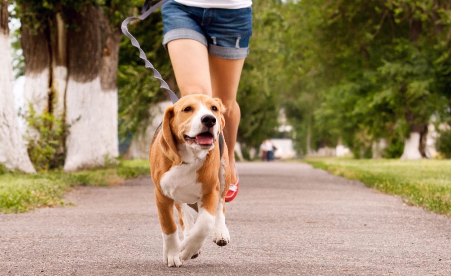 2ª edição da Cãominhada de Jandira acontece neste domingo (19)