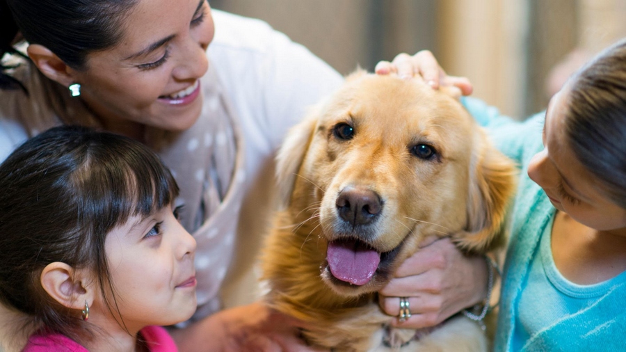Jandira recebe, neste sábado (10), mais uma edição da feira de adoção de cães e gatos