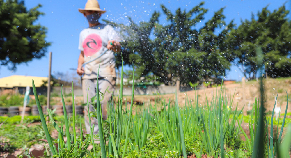 Agricultura Urbana: Saiba onde comprar produtos fresquinhos em Osasco direto do produtor 