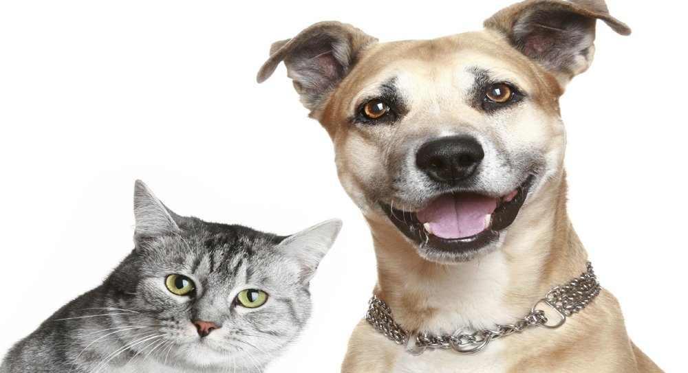 Cidade inicia “Campanha de Castração” de cães e gatos  