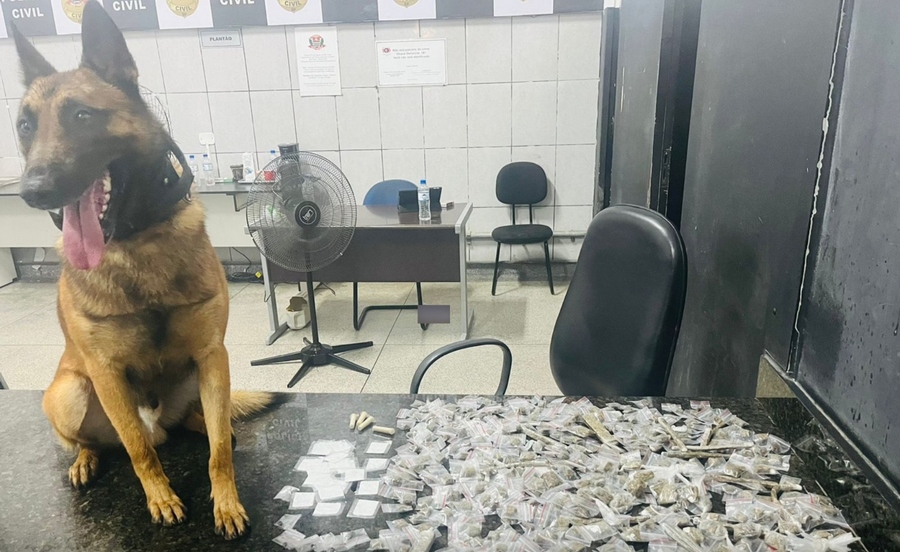 K9 Ozzy da Polícia Militar localiza drogas escondidas em Santana de Parnaíba