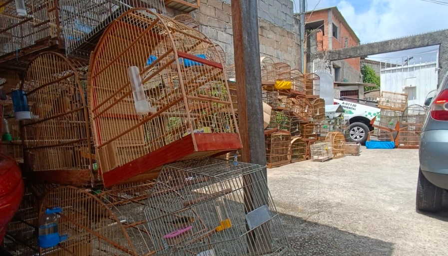  Polícia Ambiental realiza operação contra guarda irregular de pássaros em Carapicuíba